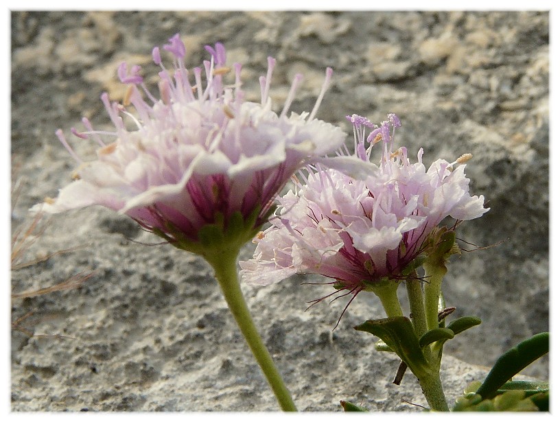 Lomelosia crenata subsp. dallaportae / Vedovina di Dallaporta